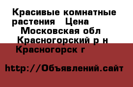Красивые комнатные растения › Цена ­ 500 - Московская обл., Красногорский р-н, Красногорск г.  »    